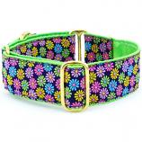 Dog Collars:  Margaritas De Primavera 1.5" Wide