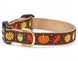 Dog Collars: 5/8" or 1" Wide Harvest Time Clip Collar