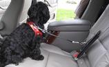 Car Safety: Car Seat Belt Restraint