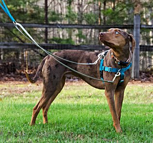 roux turquoise harness in grass