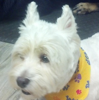 westie after