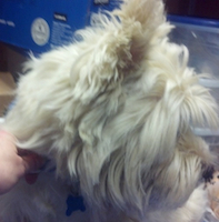 westie before